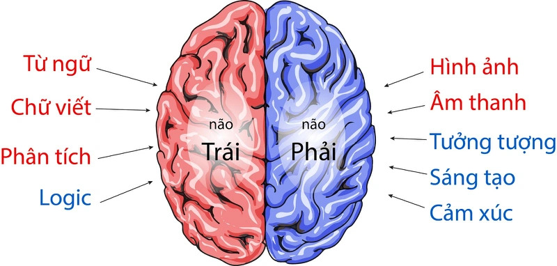 Phương pháp học tập tích hợp cả hai bán cầu não để cải thiện khả năng ghi nhớ