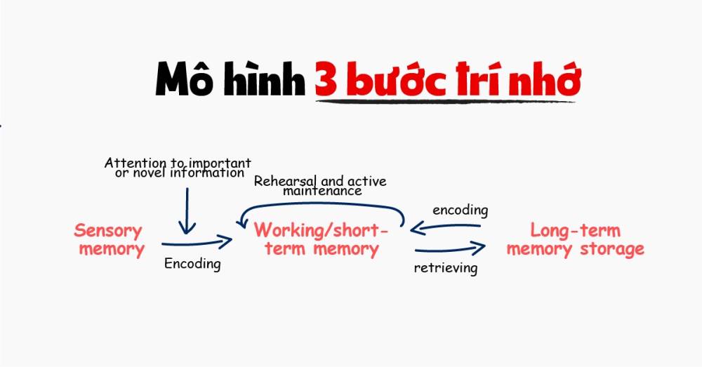 Gợi nhớ từ vựng thông minh hơn với phương pháp Retrieval Practice